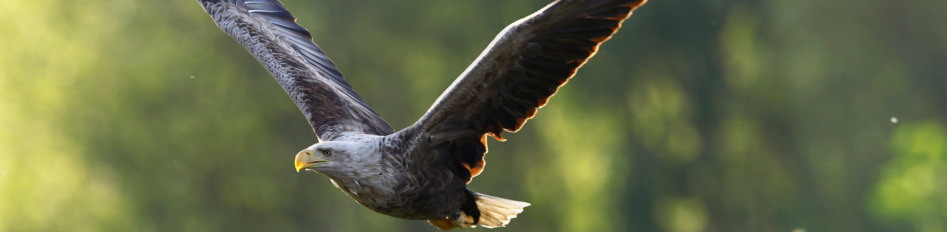 White tailed eagle Ecology sector header banner image