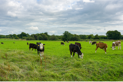 Image of cows in a greenfield